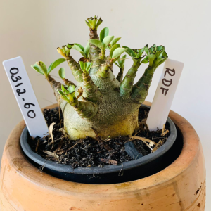 0312 60 Arabicum RDF