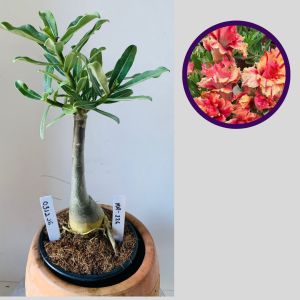 0312 16 Rosa do Deserto Kr 226