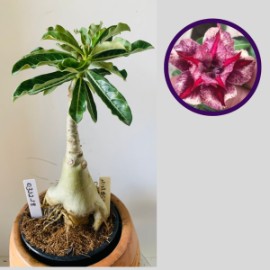 0312 18 Rosa do Deserto Mimosa