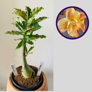 0312 21 Rosa do Deserto Perfect