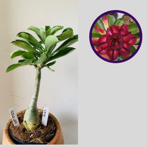 0312 24 Rosa do Deserto Lm50