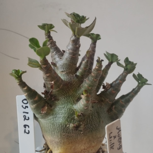 0312 62 Arabicum Aueng X hulk