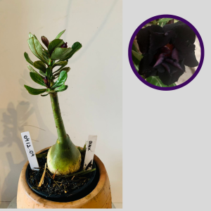 0412 04 Rosa do deserto Black Evil