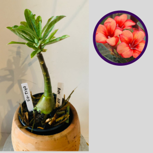 0412 05 Rosa do Deserto Ruby elf