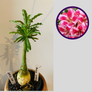 0412 06 Rosa do Deserto Buque estrelado