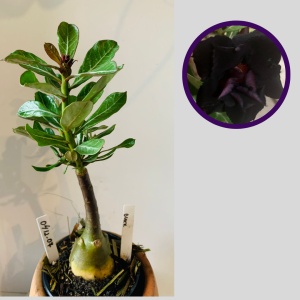 0412 07 Rosa do Deserto Black