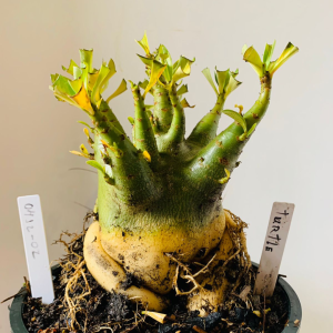 0412 02 Arabicum Turtle