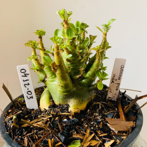 0412 03 Arabicum Green pod x hulk