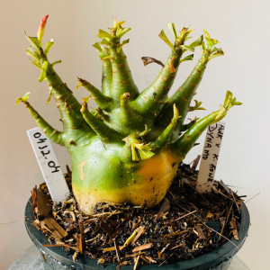 0412 04 Arabicum Hulk x king kong dynamo