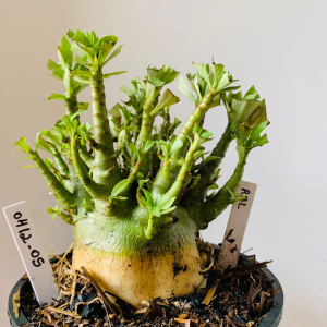 0412 05 Arabicum Rbl