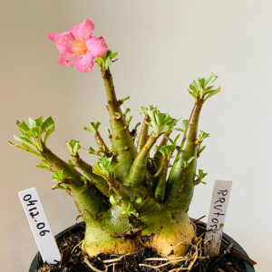 0412 06 Arabicum Brutos