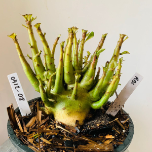 0412 08 Arabicum Rbl