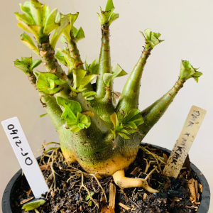 0412 10 Arabicum Pmk x mkmk