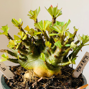 0412 11 Arabicum Hulk x kdk