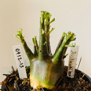 0412 13 Arabicum RDF