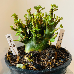 0412 14 Arabicum Green pod x hulk