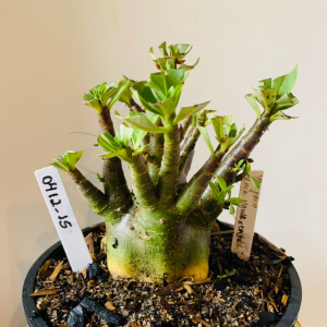 0412 15 Arabicum Yakzaou x black hawk x onyx