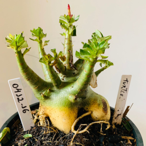 0412 16 Arabicum Turtle