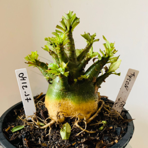 0412 17 Arabicum Tyson