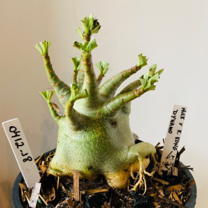 0412 18 Arabicum Hulk x king kong x Dynamo