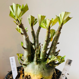 0412 19 Arabicum PBN