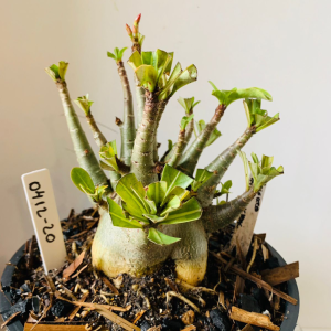 0412 20 Arabicum PBN soco x pmk x mkmk