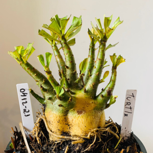 0412 21 Arabicum Turtle