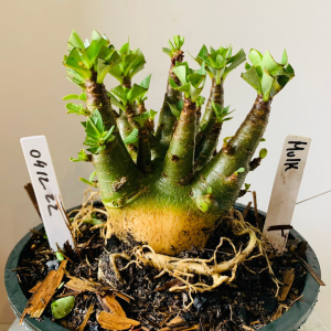 0412 22 Arabicum Hulk