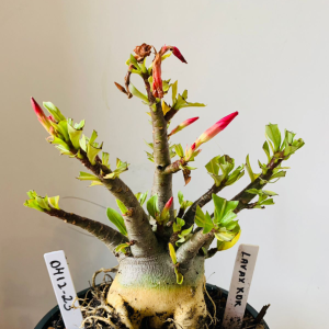 0412 23 Arabicum Lava x kdk