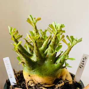 0412 24 Arabicum Turtle