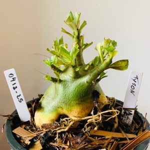 0412 25 Arabicum Tyson