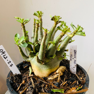 0412 27 Arabicum Green pod x hulk