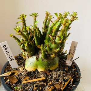 0412 28 Arabicum Green pod x hulk