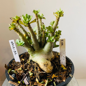 0412 32 Arabicum Kdk