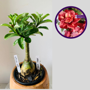 0412 09 Rosa do Deserto Julius Cesar