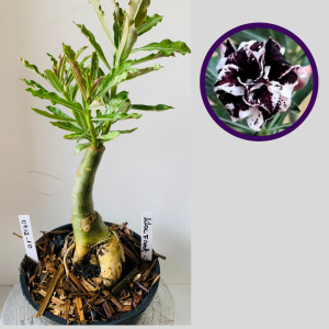 0412 10 Rosa do Deserto Lilac Frost