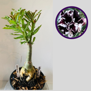 0412 12 Rosa do Deserto Lilac Frost