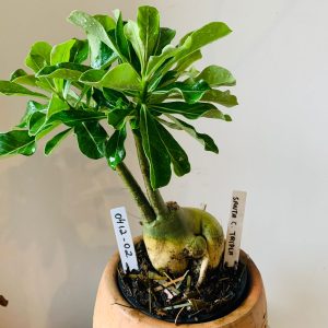 0412 02 Big Caudex Santa Claus Tripla