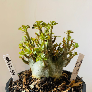 0412 54 Arabicum Green pod x hulk