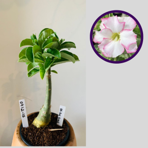 0412 15 Rosa do Deserto Bri rose buquê