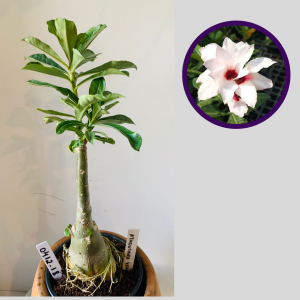 0412 18 Rosa do Deserto A Thousand Years