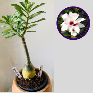 0412 19 Rosa do Deserto A Thousand Years