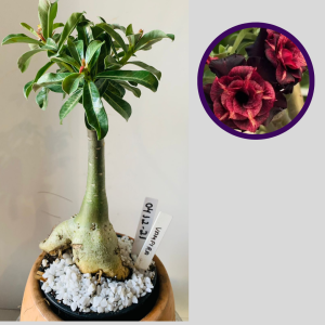 0412 21 Rosa do Deserto Vampira