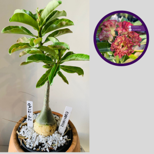 0412 22 Rosa do Deserto Especialle