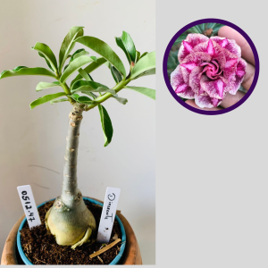 0512 47 Rosa do Deserto Diferente