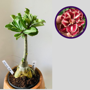 0512 48 Rosa do Deserto V- helsing