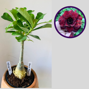 0512 49 Rosa do Deserto Black dragon