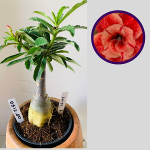 0512 50 Rosa do Deserto Lm 58