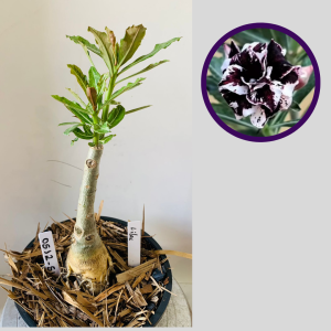 0512 51 Rosa do Deserto Lilac Frost