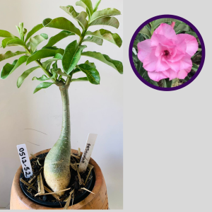 0512 52 Rosa do Deserto Pathumma